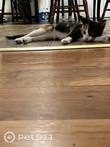 Lost 4-Month-Old Kitten on E 9th St - photo