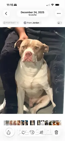 Lost Dogs: Brothers Missing on Milton Ave - photo