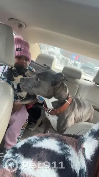 Lost Grey & White Dog on Coleman Rd, Memphis - photo