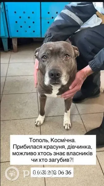 Знайдена доглянута собака на Гаражній, 36 - photo