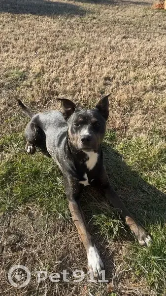 Lost Dog: White Chest, Zion Rd, NC - photo