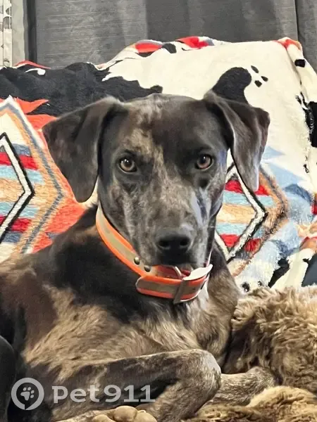 Lost Catahoula: Seizure Meds Needed - photo