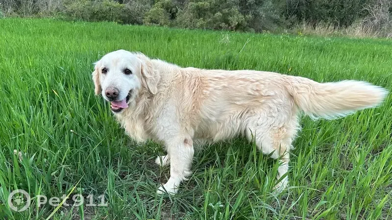 Perro perdido: Golden retriever mayor en Collbató - photo