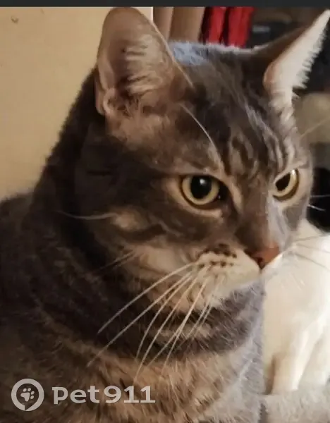 Chat perdu à Valenton : gris Tabby, 10 ans - photo