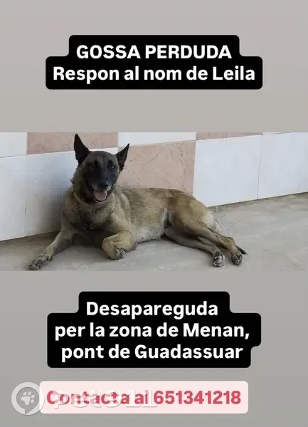 Perro Perdido en Algemesí: ¡Ayúdanos! - photo