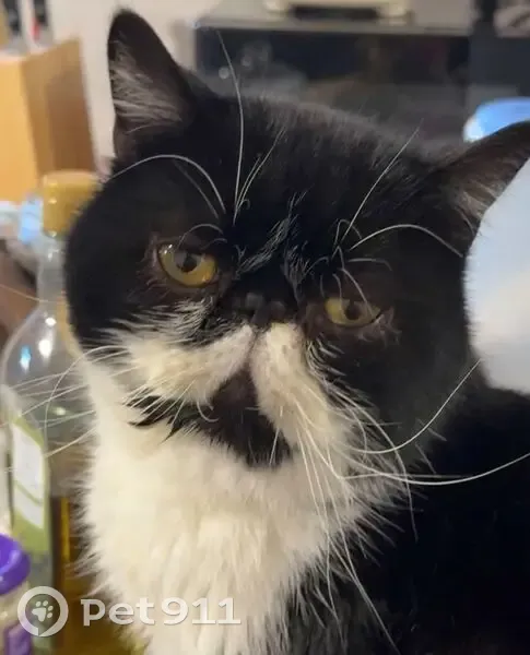 Lost Cat: Winston with White Moustache - photo