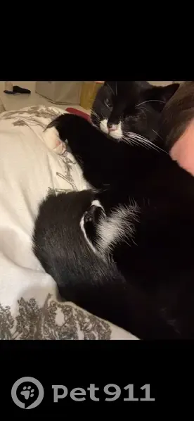 Lost Tuxedo Cat: White Paws & Nose - photo