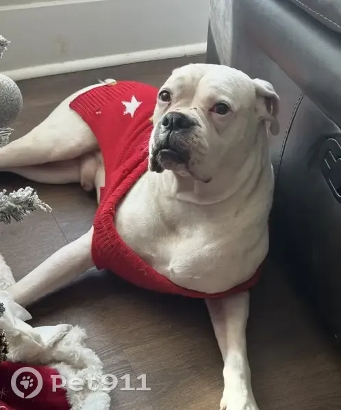 Lost White Boxer: Friendly & Sweatered - photo