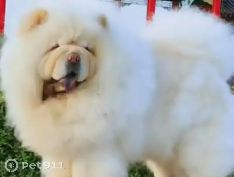 Lost Dog: Cream Coat, Purple Tongue - photo