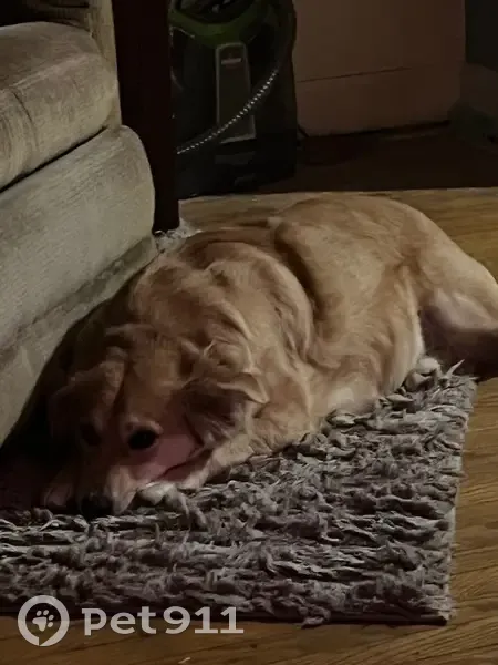 Lost Golden Retriever Mix on Kewanna Dr - photo