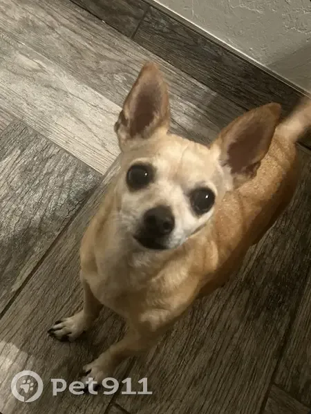 Lost Light Brown Dog in Tucson, AZ - photo