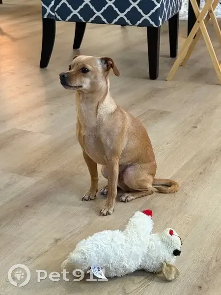 Lost Dog: Small Tan Chihuahua Mix - photo