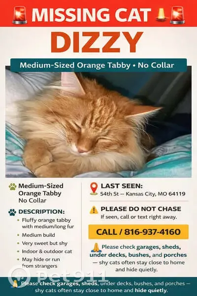 Lost Orange Tabby on NE 54th, KC - photo