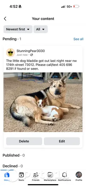Lost Dog: White/Brown, Big Ears, Edmond - photo