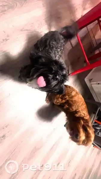 Lost Dogs: Honey & Coco in Columbus - photo