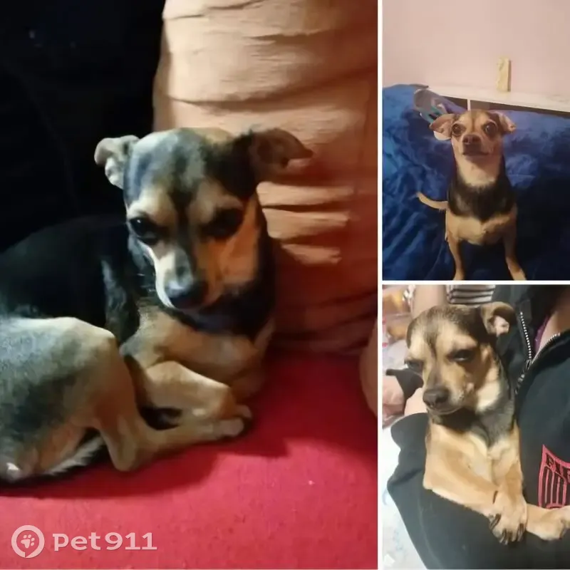 ¡Ayuda! Chihuahua Negra Perdida en CDMX - photo