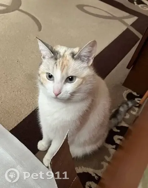 Зникла біла кішка з блакитними очима - photo