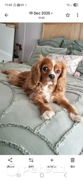 Lost Ruby Red Cavalier in Point Cook - photo