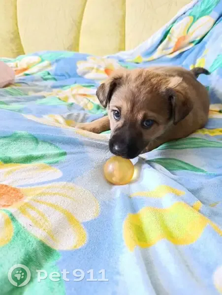 Зникла грайлива цуценя у Великій Березовиці - photo