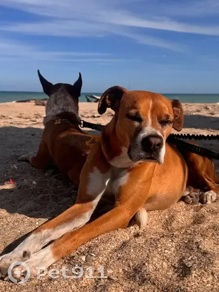 ¡Ayuda a Encontrar a Tino en Matamoros! - photo