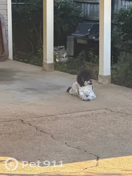 Lost Poodle: Friendly, Scarf-Wearing Pup! - photo