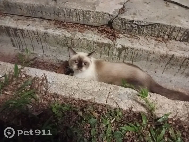 Siamese Cat Found: Clementi Ave 5 - photo