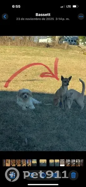 Lost Brown Chihuahua on Vestal View - photo