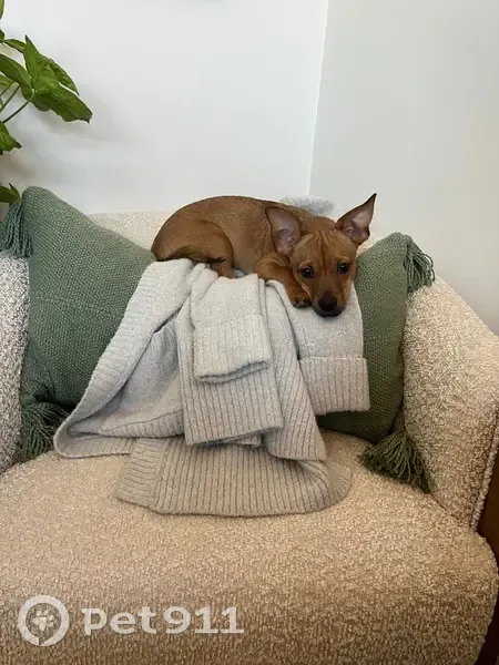 Lost Brown Chihuahua Mix on Valley Rd - photo