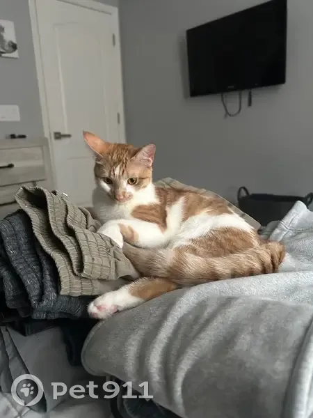 Lost Cat: Light Brown with White Patches - photo