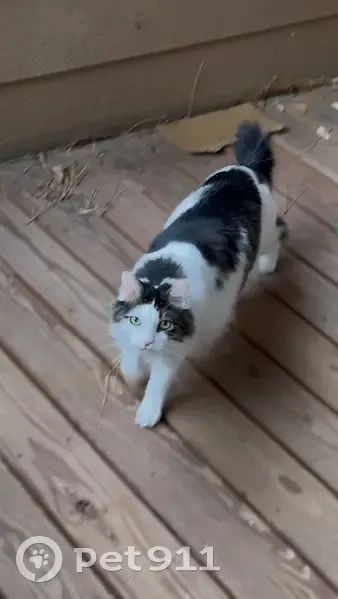 Lost Cat: White & Black Tail, Colorado - photo