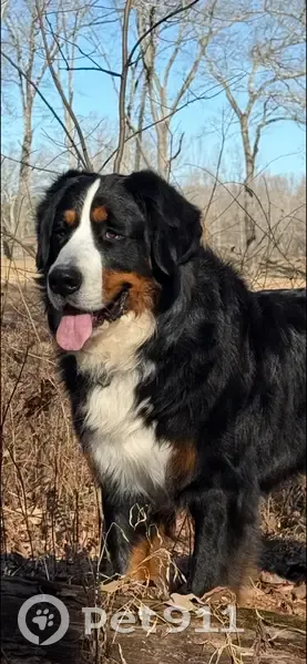 Missing Bernese: Friendly Tri-Color Dog - photo