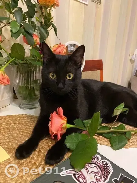 Зник чорний кіт Саллі: винагорода гарантована! - photo