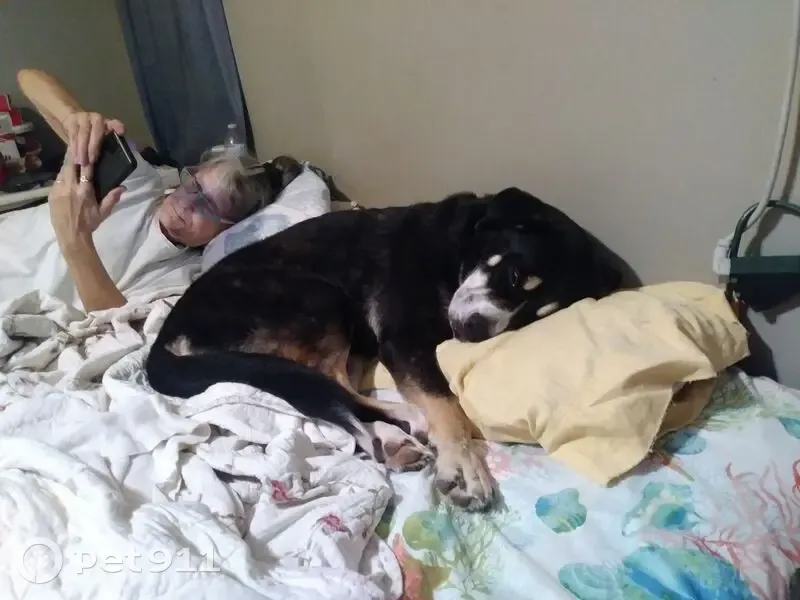 Missing Sweet Dog in San Benito, TX - photo