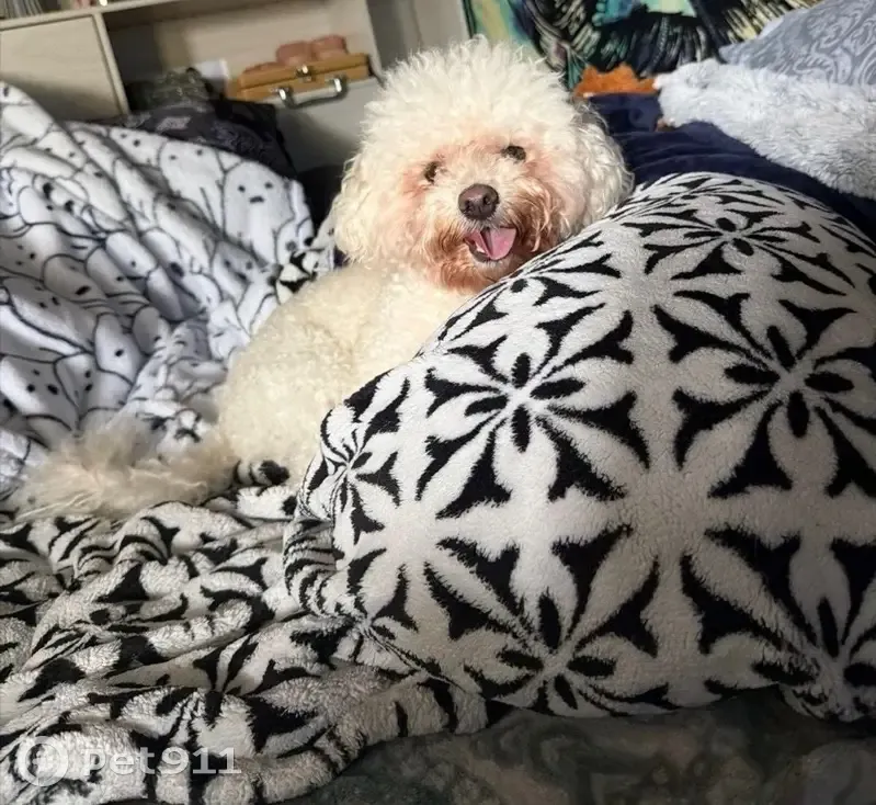 Help Find Missing Dogs from I-10 Crash - photo