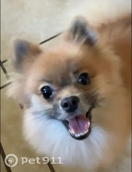 Help Find Missing Dogs from I-10 Crash - photo