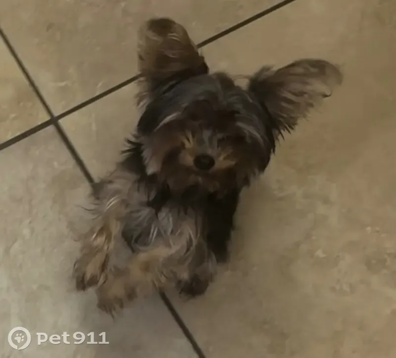 Lost Puppies After I-10 Accident: Help! - photo