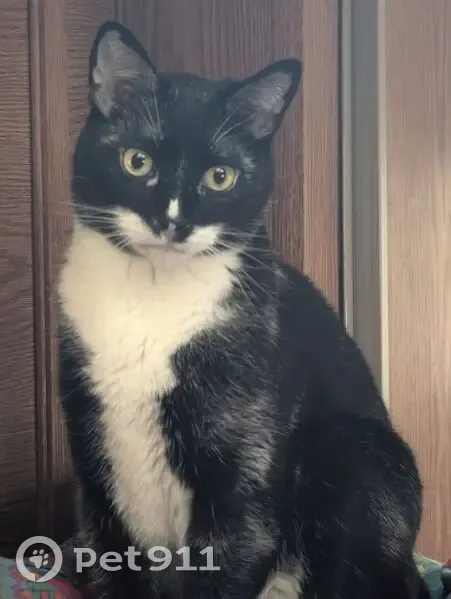 Missing Tuxedo Cat in Albany, OR - photo