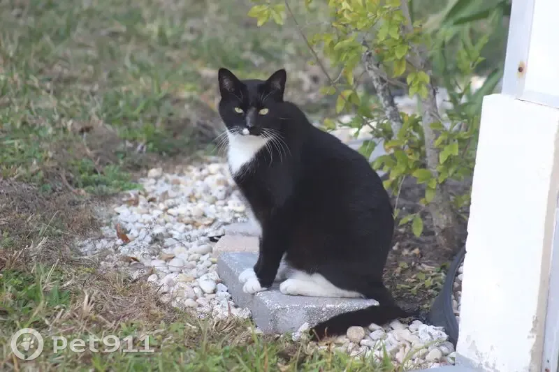 Lost Cat: Oreo - Friendly, Unique Markings - photo