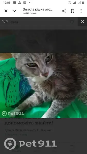 Зникла кішка на проспекті Бандери, Київ - photo