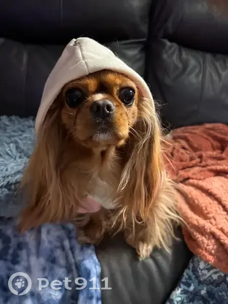 Missing Ruby Cavalier in Westport - photo