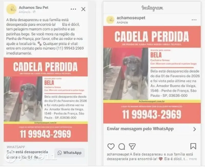 Cachorro perdido - photo