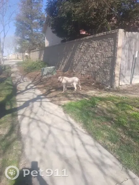 Found Dog: Tan Collar, E Street, Kerman - photo