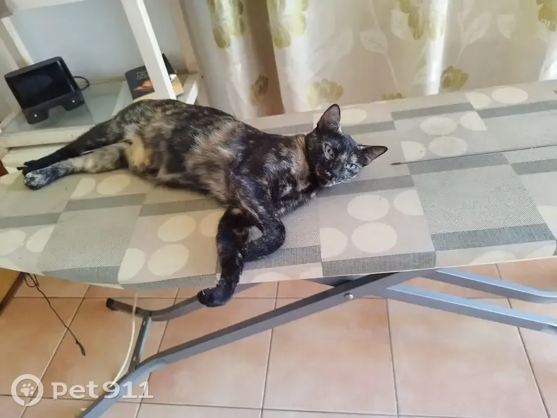 ¡Gata Carey Perdida! Collar Amarillo, Marjal 12A - photo