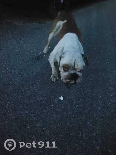 Cachorro encontrado - photo