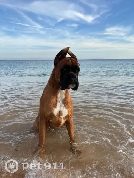 ¡Ayuda a encontrar a Eyko, boxer perdido! - photo