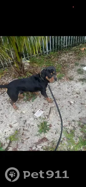 Lost Dog: Black & Brown, Hurt Leg, Miami - photo