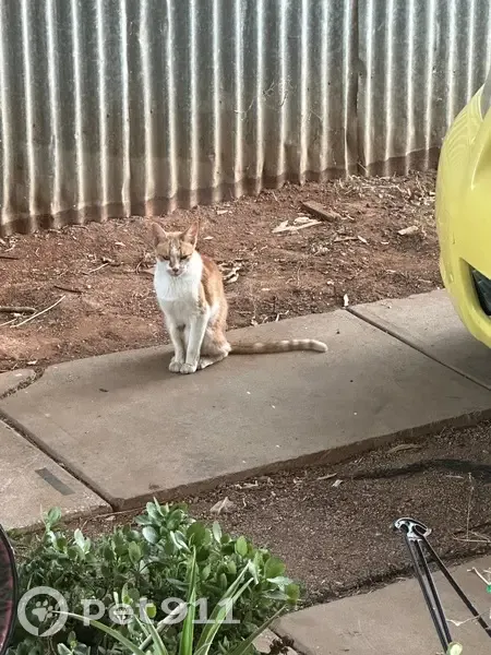Friendly Ginger Cat Found on Hume St, Adelaide - photo
