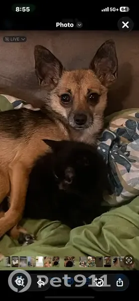 Lost Dog Near Dorsett Shoals, Douglasville - photo