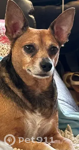 Lost Dog: Black & Brown, Lehua St, HNL - photo