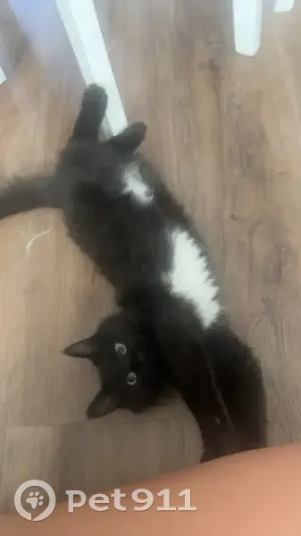 Lost Black Cat: Green Eyes, Vista Lane - photo